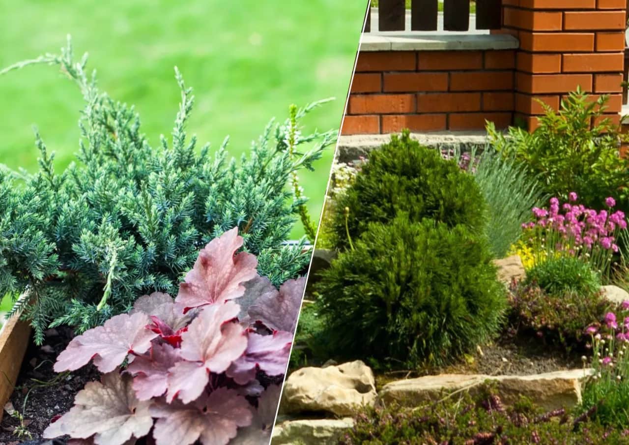 Jakie rośliny sadzić pod drzewami iglastymi, by uniknąć problemów?