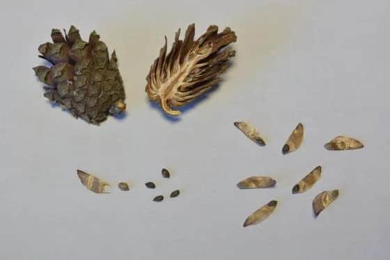 Jak skutecznie sadzić nasiona z szyszki i uniknąć błędów