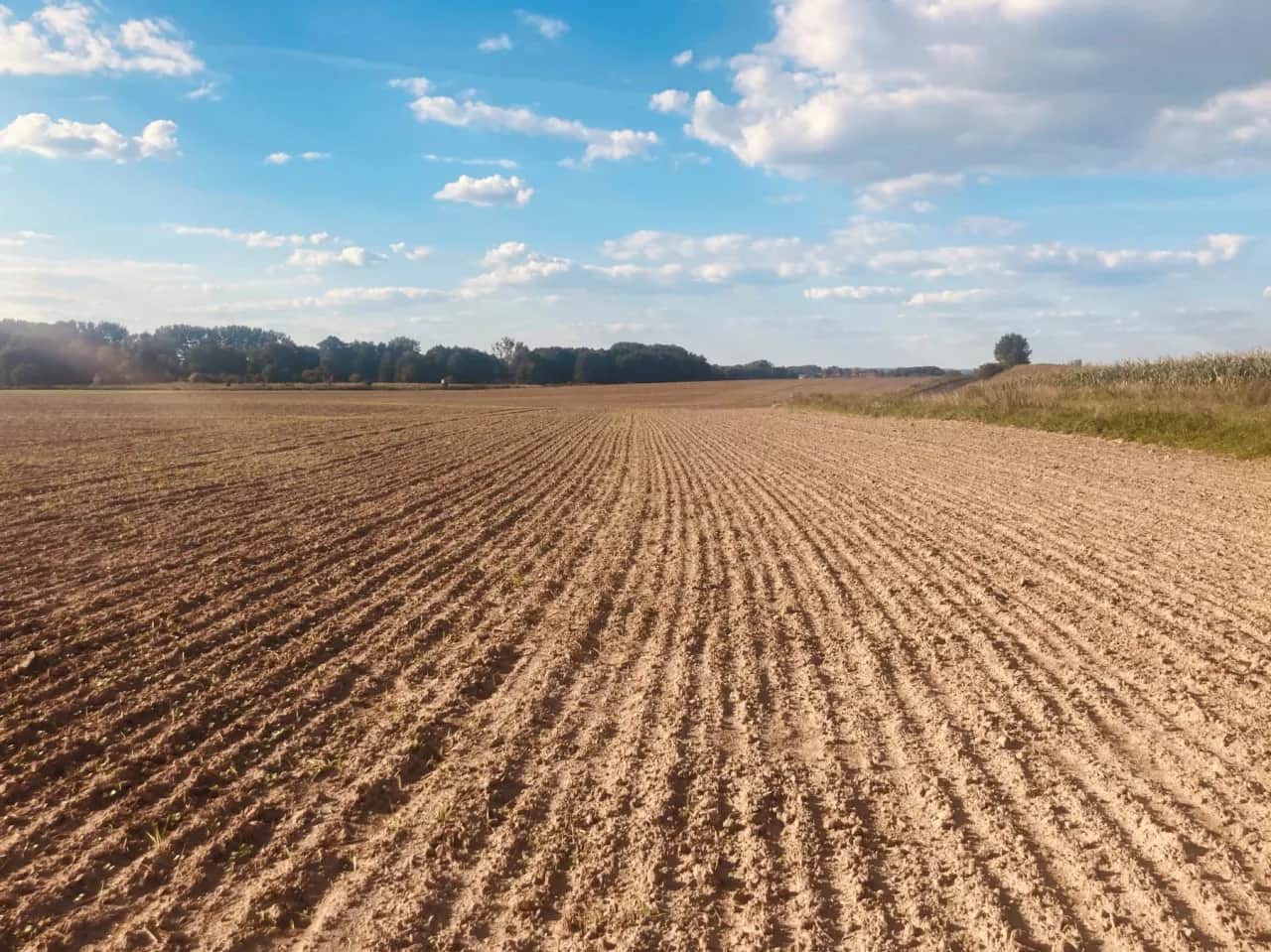 Który nawóz zawiera NPK i jak wybrać najlepszy dla roślin?