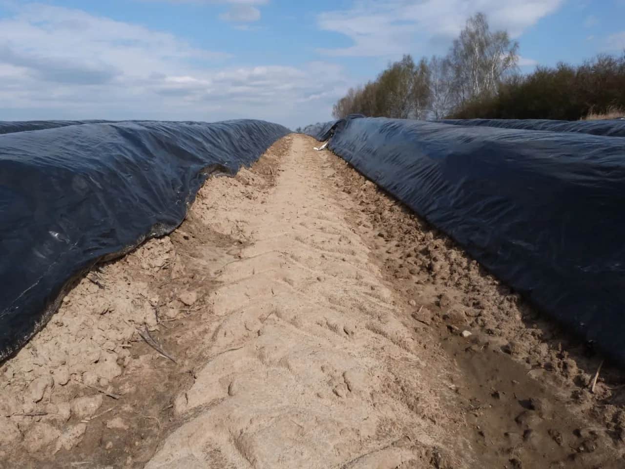 Jaki nawóz pod szparagi? Odkryj sekrety skutecznego nawożenia