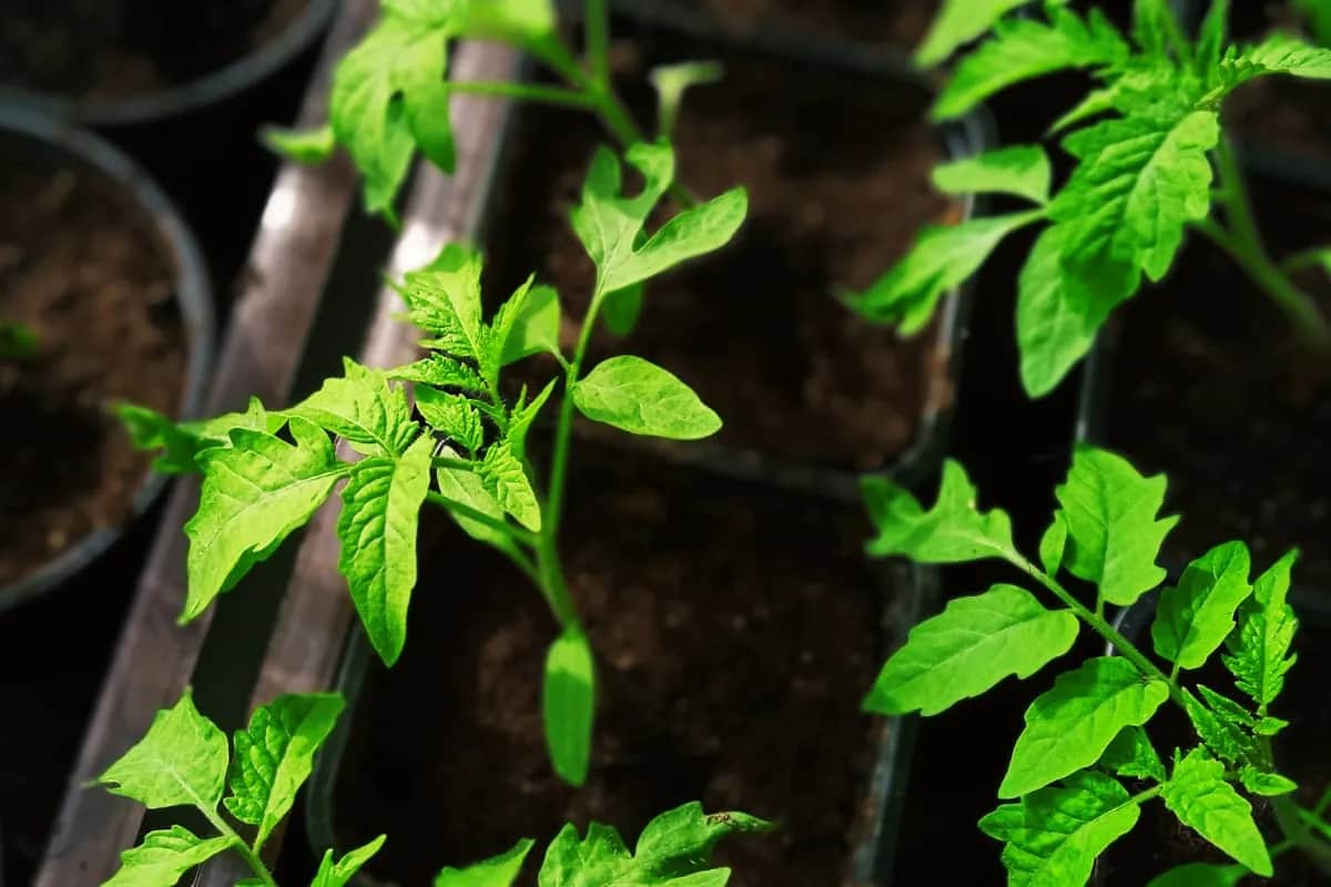 Kiedy sadzić pomidory z nasion, aby uniknąć przymrozków i błędów