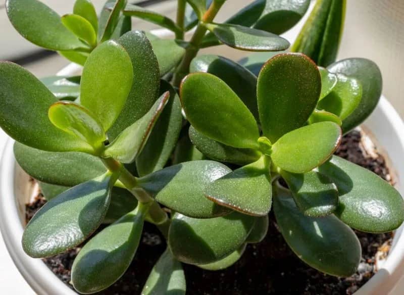 Najlepsze nawozy do grubosza, które wspomogą jego zdrowy wzrost