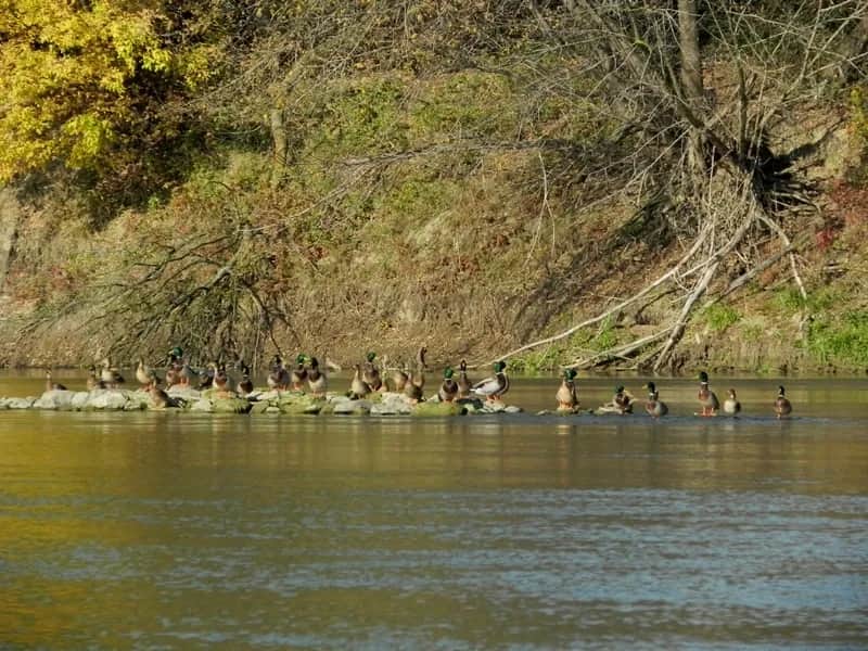 Rezerwat przyrody Ławice Kiełpińskie - tajemnice natury i ptaków