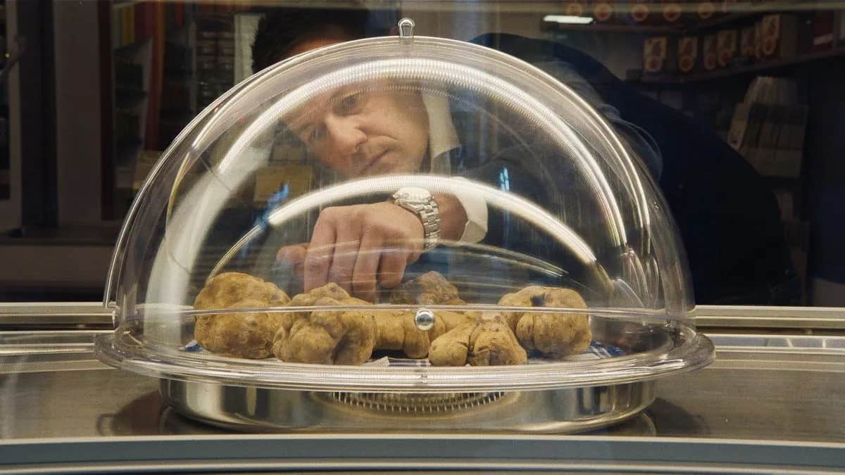 Kiedy jest sezon na trufle? Poznaj najlepsze miesiące na zbiór