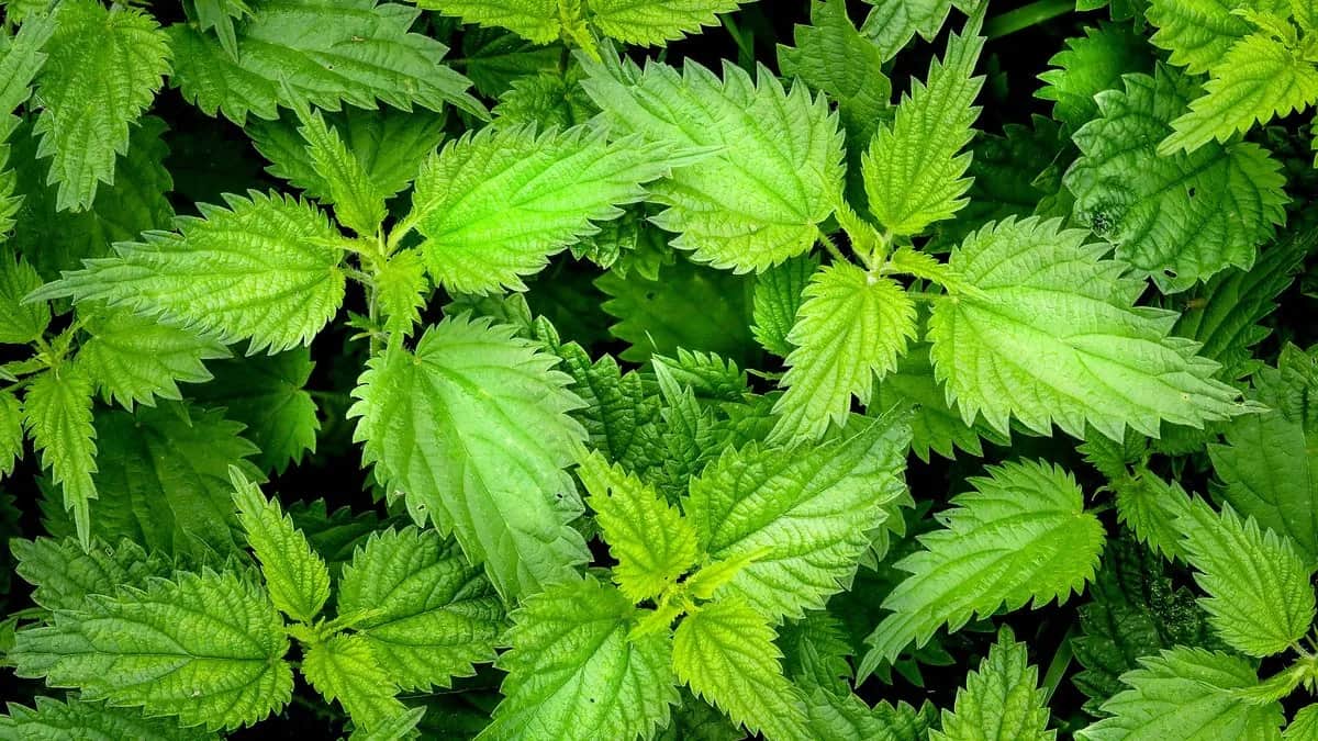 Nawóz z pokrzywy jak stosować: skuteczne metody i dawkowanie