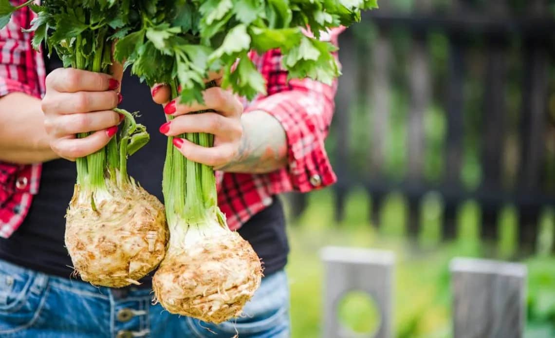 Jaki nawóz do selera? Odkryj sekrety skutecznej uprawy korzeniowej
