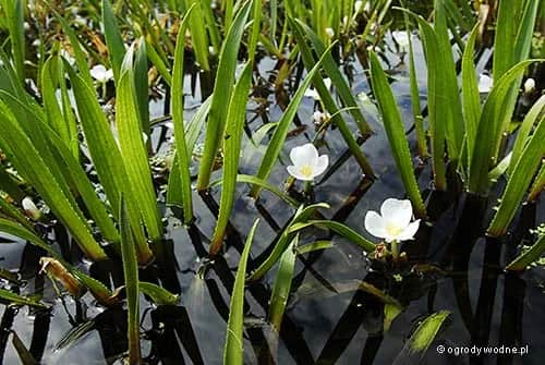 Jak skutecznie sadzić osokę aloesowatą i uniknąć najczęstszych błędów