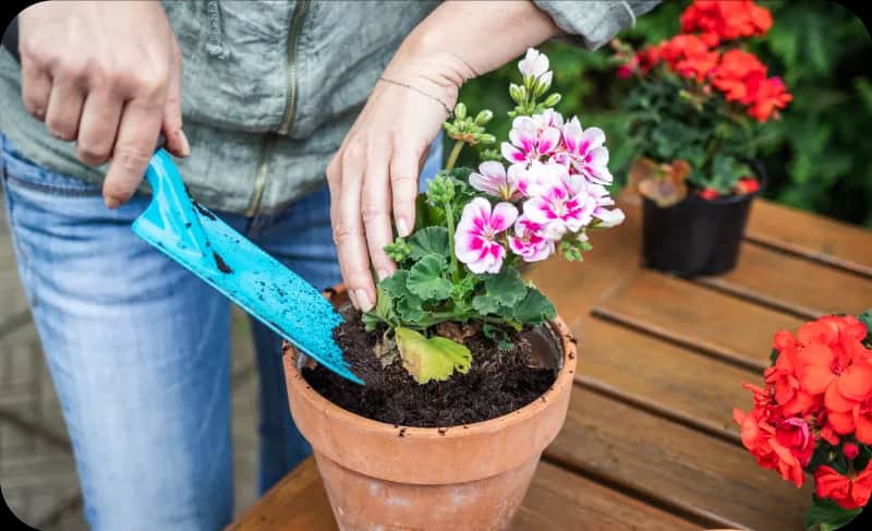 Czy pelargonie można sadzić do gruntu? Oto, co musisz wiedzieć