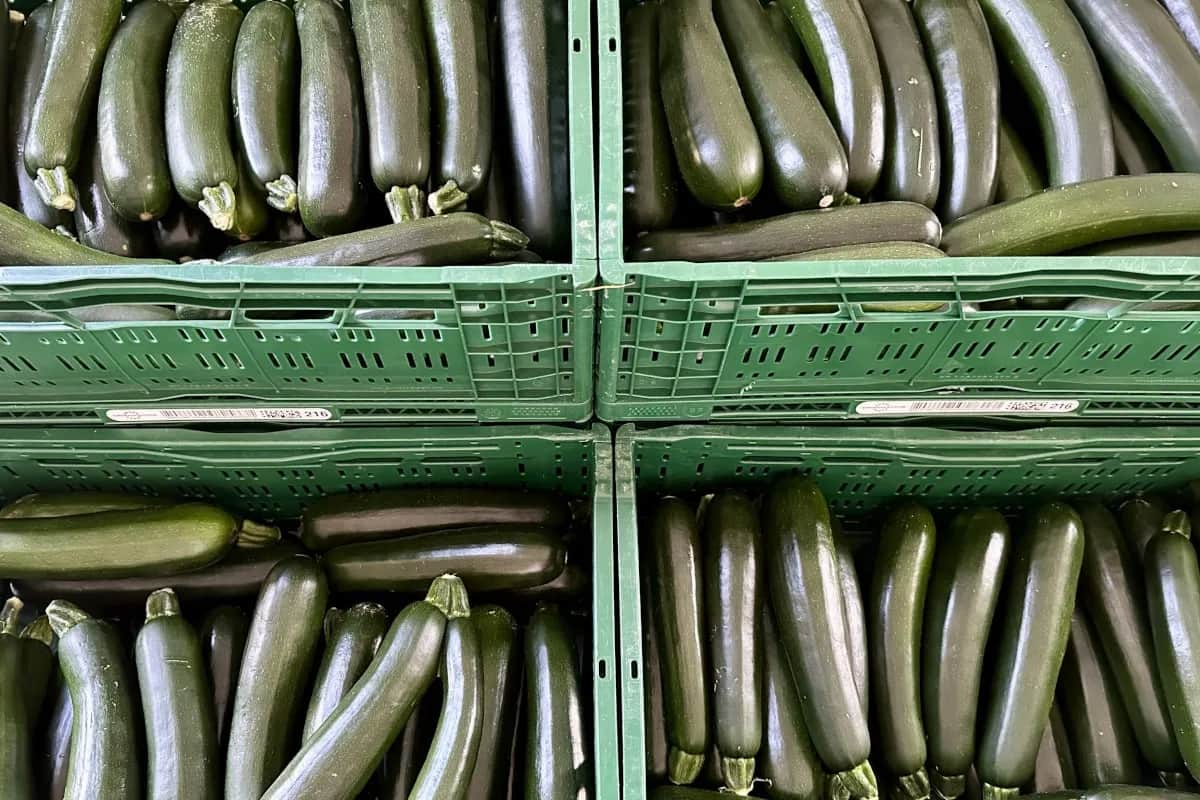 Kiedy jest sezon na cukinie? Sprawdź najlepszy czas na świeże warzywa