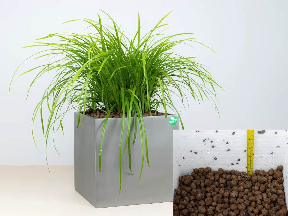 Czy trawy ozdobne można sadzić w donicach? Odkryj zalety i porady
