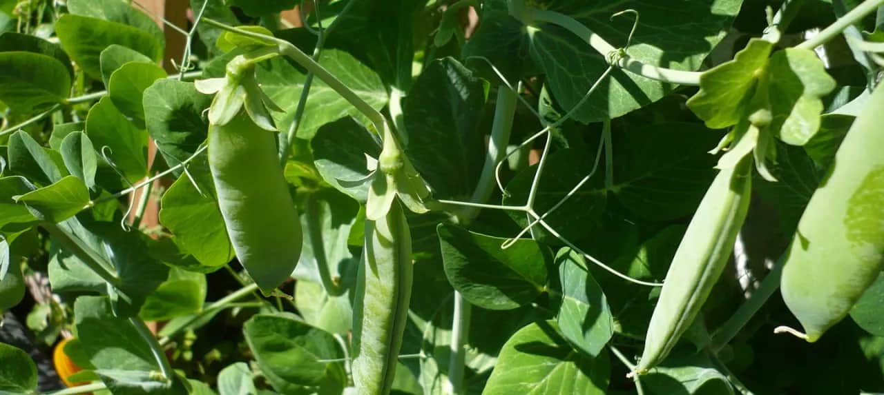 Kiedy sadzić groszek cukrowy, aby uniknąć błędów w uprawie?