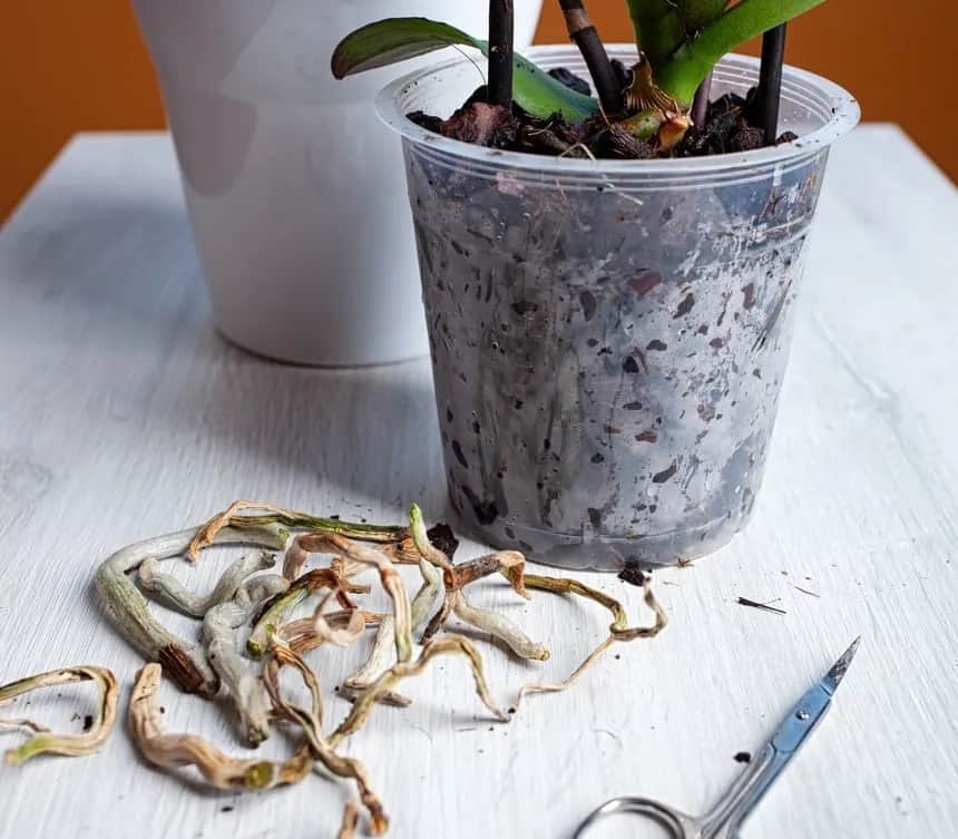 Jak sadzić storczyki, aby uniknąć najczęstszych błędów i cieszyć się pięknem roślin