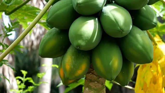 Kiedy jest sezon na papaje? Poznaj najlepszy czas na zakupy