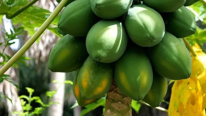 Kiedy jest sezon na papaje? Poznaj najlepszy czas na zakupy