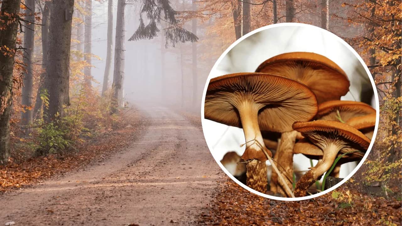 Kiedy jest sezon na kurki? Sprawdź, aby nie przegapić zbiorów