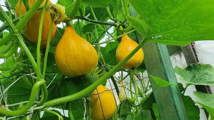 Gdzie sadzić dynie, aby uniknąć błędów i zapewnić idealne warunki