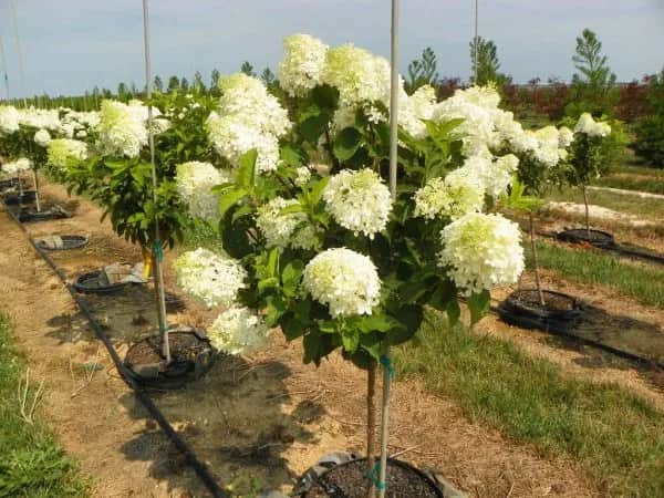 Jak gęsto sadzić hortensje, aby uniknąć błędów w ogrodzie