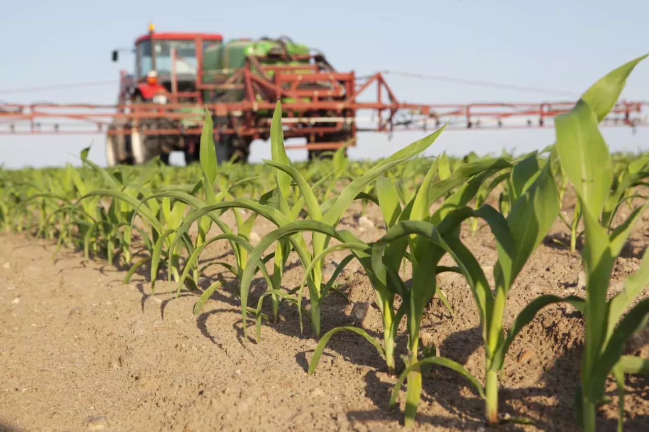 Jaki nawóz pod kukurydzę i ile zastosować dla najlepszych plonów