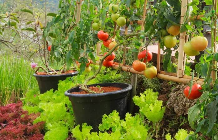 Co można sadzić w tunelu z pomidorami, aby uniknąć problemów?