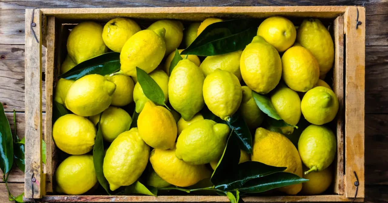 Kiedy jest sezon na cytryny w Polsce? Odkryj najlepszy czas na zakupy