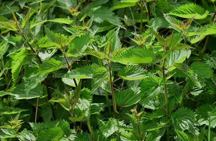 Nawóz z pokrzywy do czego stosować – skuteczne metody i korzyści