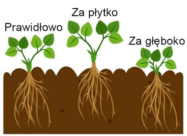 Jak sadzić truskawki odstępy, aby uniknąć błędów i zwiększyć plony