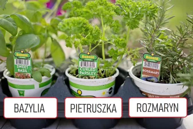 Co sadzić obok pietruszki, aby poprawić wzrost i uniknąć szkodników