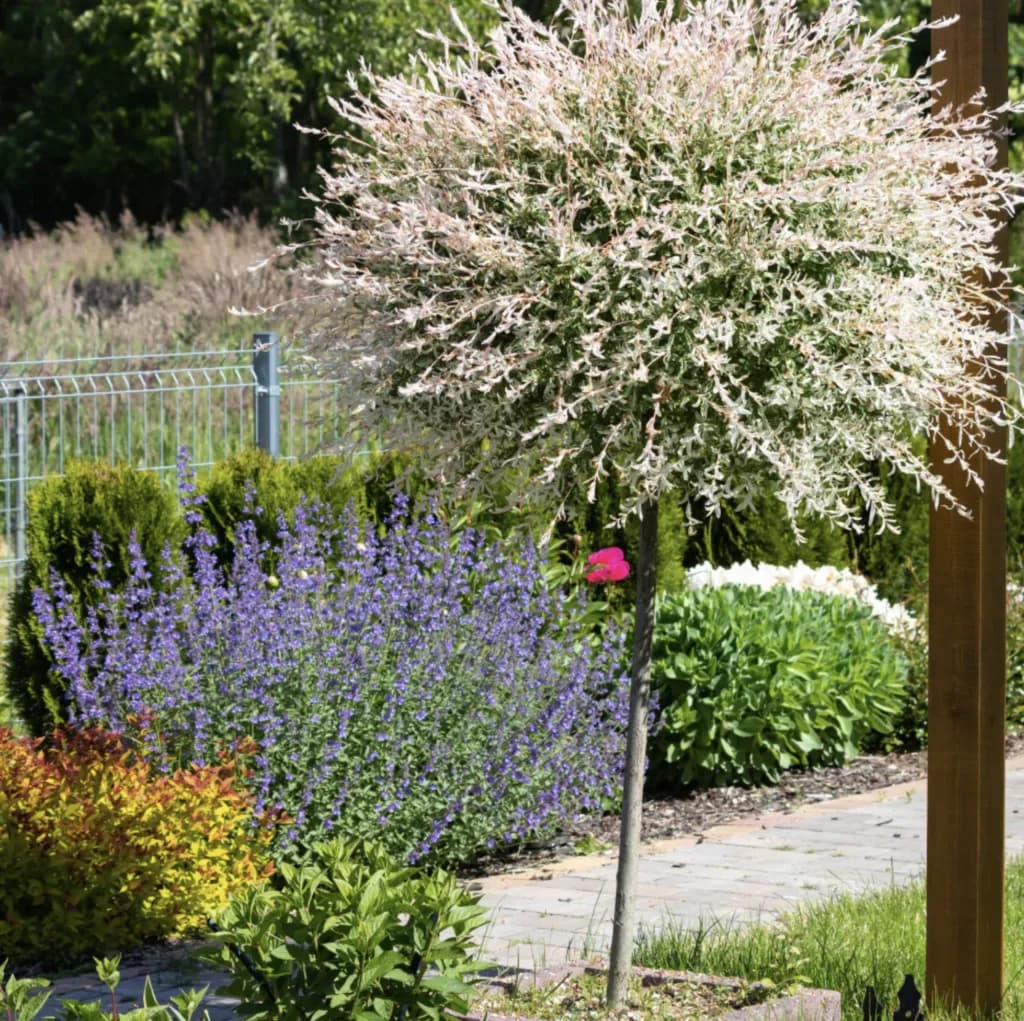 Kiedy sadzić wierzbę hakuro, aby zapewnić jej zdrowy wzrost?