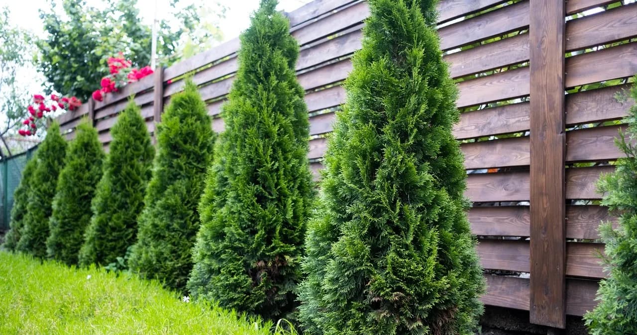 Kiedy sadzić tuje jesienią, aby uniknąć błędów i cieszyć się pięknem roślin