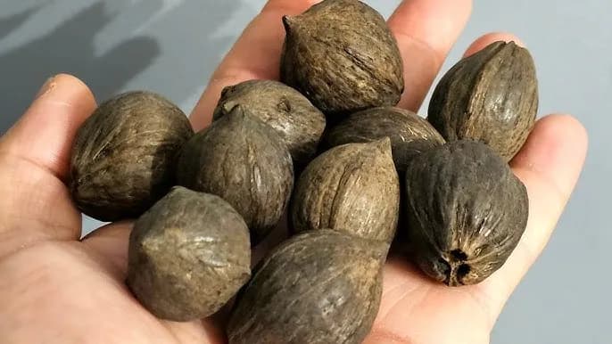 Nasiona palmy jak sadzić? Oto proste kroki do sukcesu w kiełkowaniu