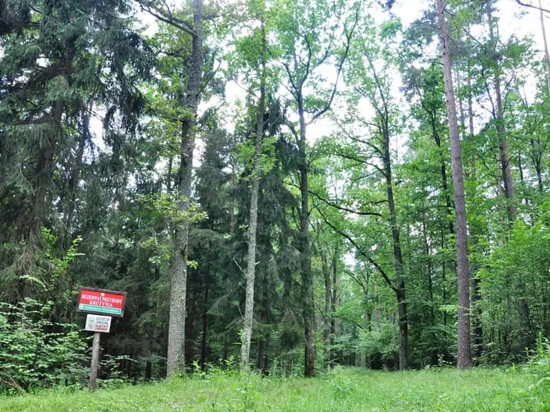 Rezerwat przyrody Krutynia - unikalne atrakcje i dzika przyroda