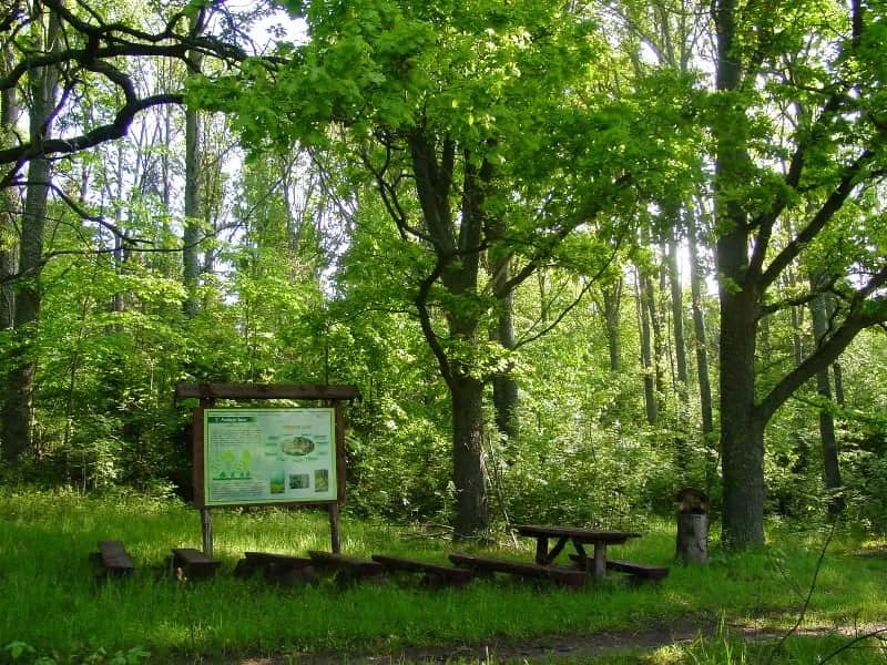 Rezerwat przyrody Borki - Tajemnice natury, które musisz poznać