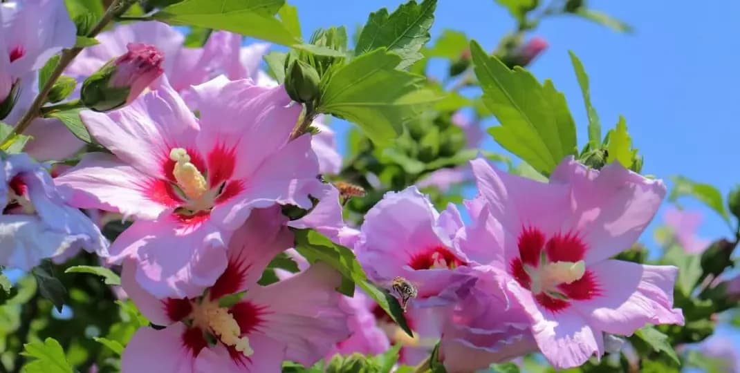 Kiedy sadzić hibiskusa ogrodowego, aby uniknąć niepowodzeń w uprawie?