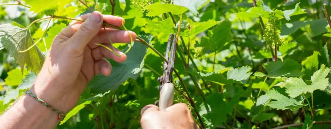 Jaki nawóz pod winogrona? Kluczowe składniki dla obfitych plonów