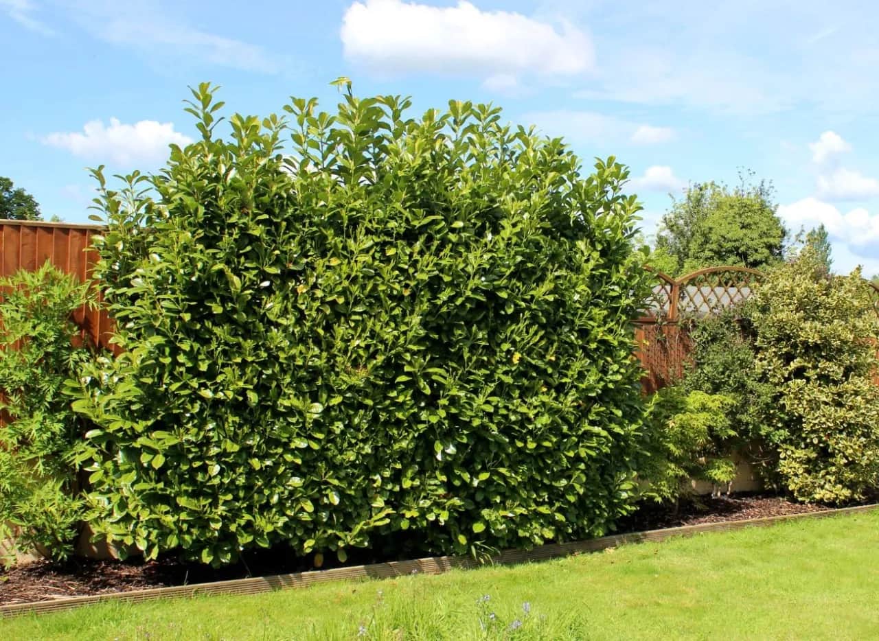 Laurowiśnia z czym sadzić, aby stworzyć piękne aranżacje ogrodowe