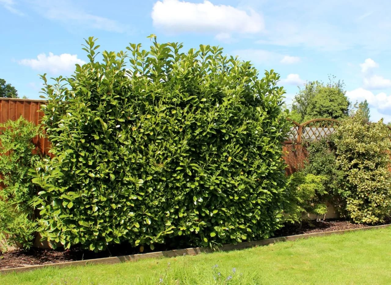 Laurowiśnia z czym sadzić, aby stworzyć piękne aranżacje ogrodowe