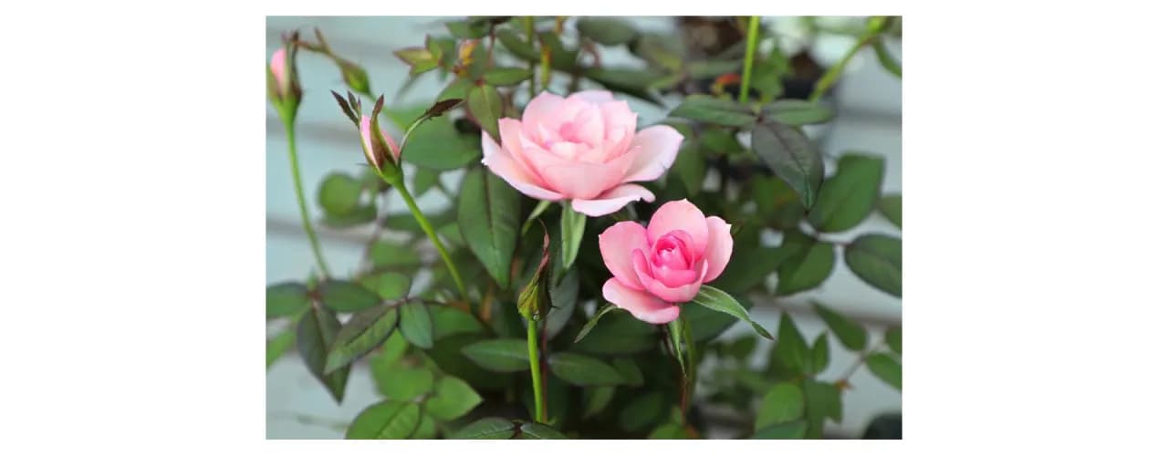 Kiedy sadzić róże w donicy, aby uniknąć problemów z ich wzrostem