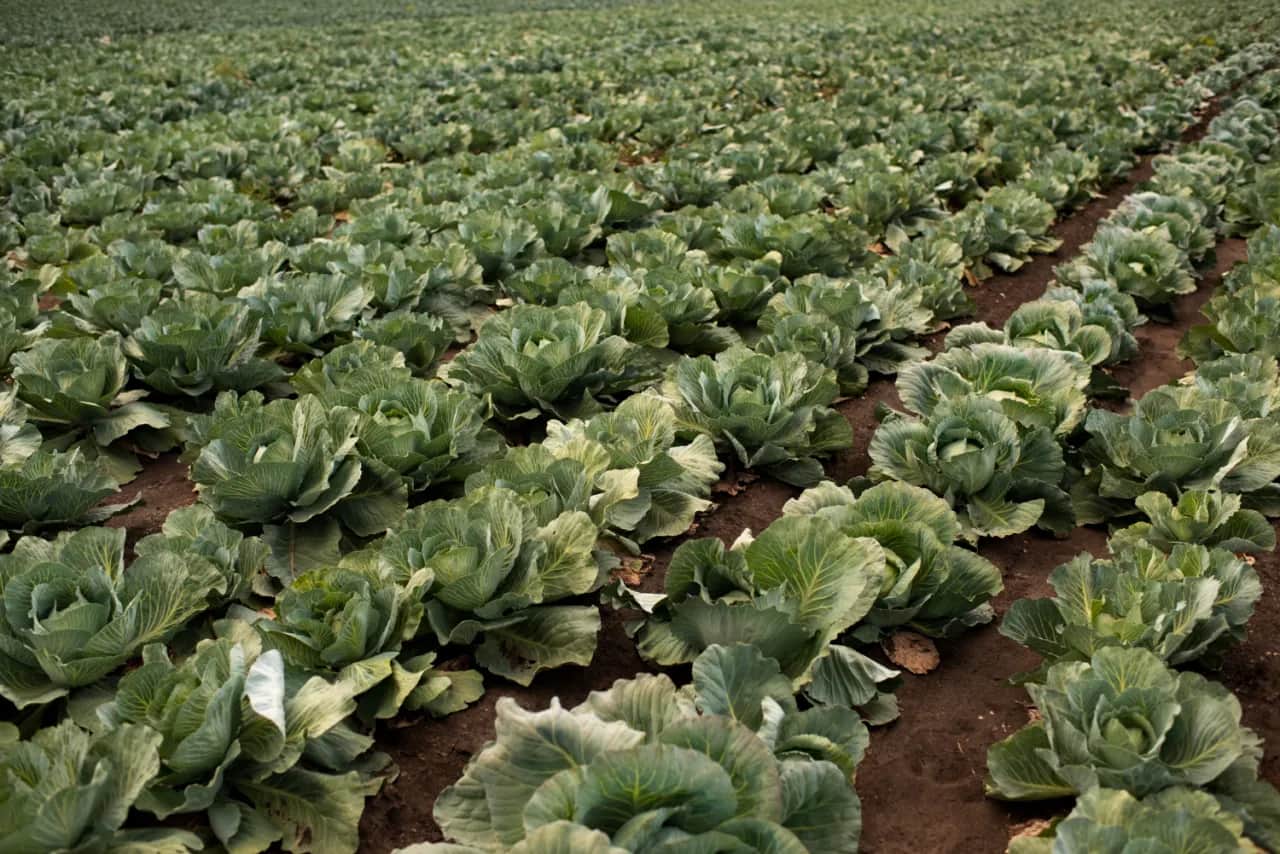 Kiedy jest sezon na młodą kapustę? Sprawdź, by nie przegapić!