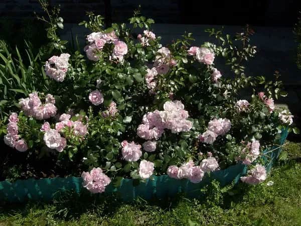 Co ile sadzić róże rabatowe, aby uniknąć błędów w ogrodzie?