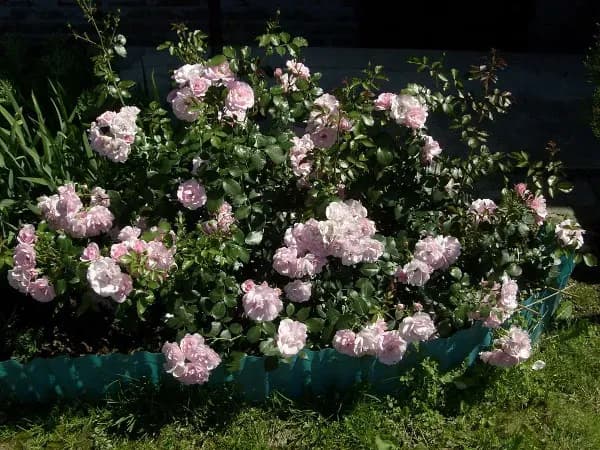 Co ile sadzić róże rabatowe, aby uniknąć błędów w ogrodzie?