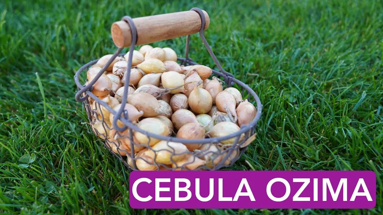 Jak się sadzi cebulę? Sprawdź najlepsze metody i porady na sukces
