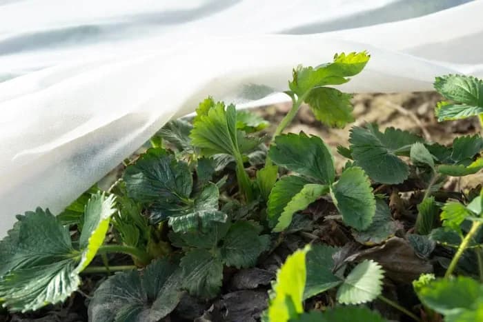 Jak sadzić sadzonki truskawek: proste kroki, które zapewnią sukces