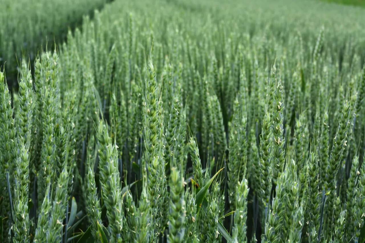 Jaki nawóz na wiosnę na pszenicę, aby uzyskać najwyższe plony?