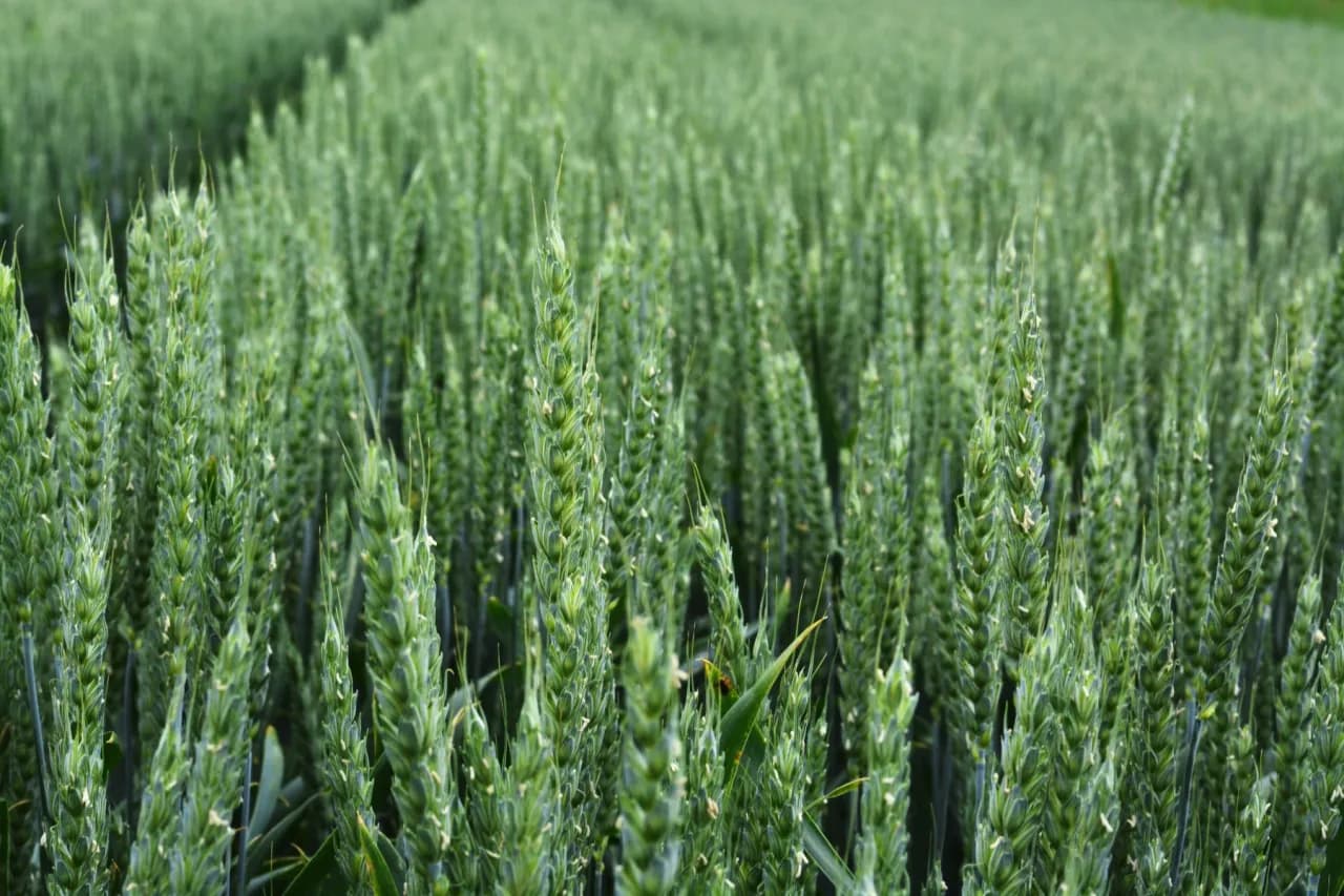 Jaki nawóz na wiosnę na pszenicę, aby uzyskać najwyższe plony?