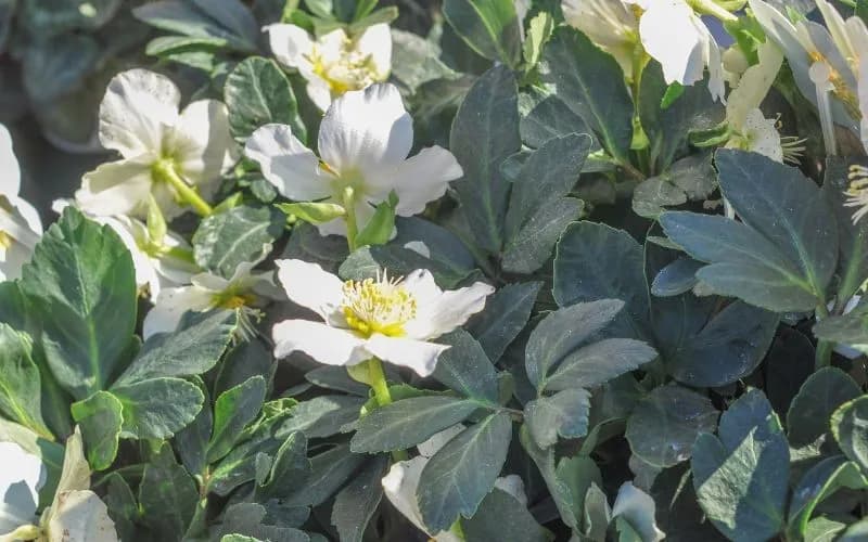 Ciemiernik biały kiedy sadzić - uniknij błędów i osiągnij sukces