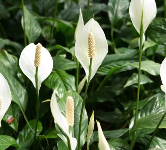 Nawóz z soczewicy do jakich kwiatów: Odkryj najlepsze rośliny dla zdrowia