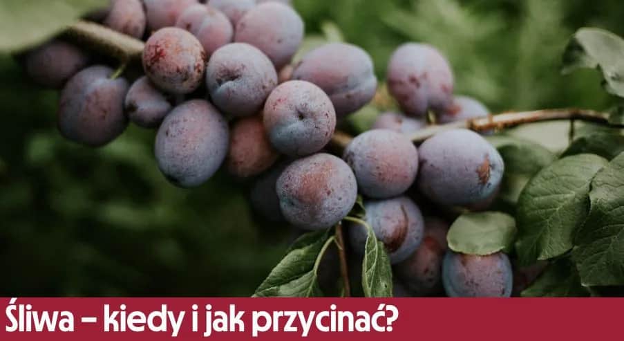 Sezon na śliwki kiedy? Sprawdź, kiedy cieszyć się świeżymi owocami