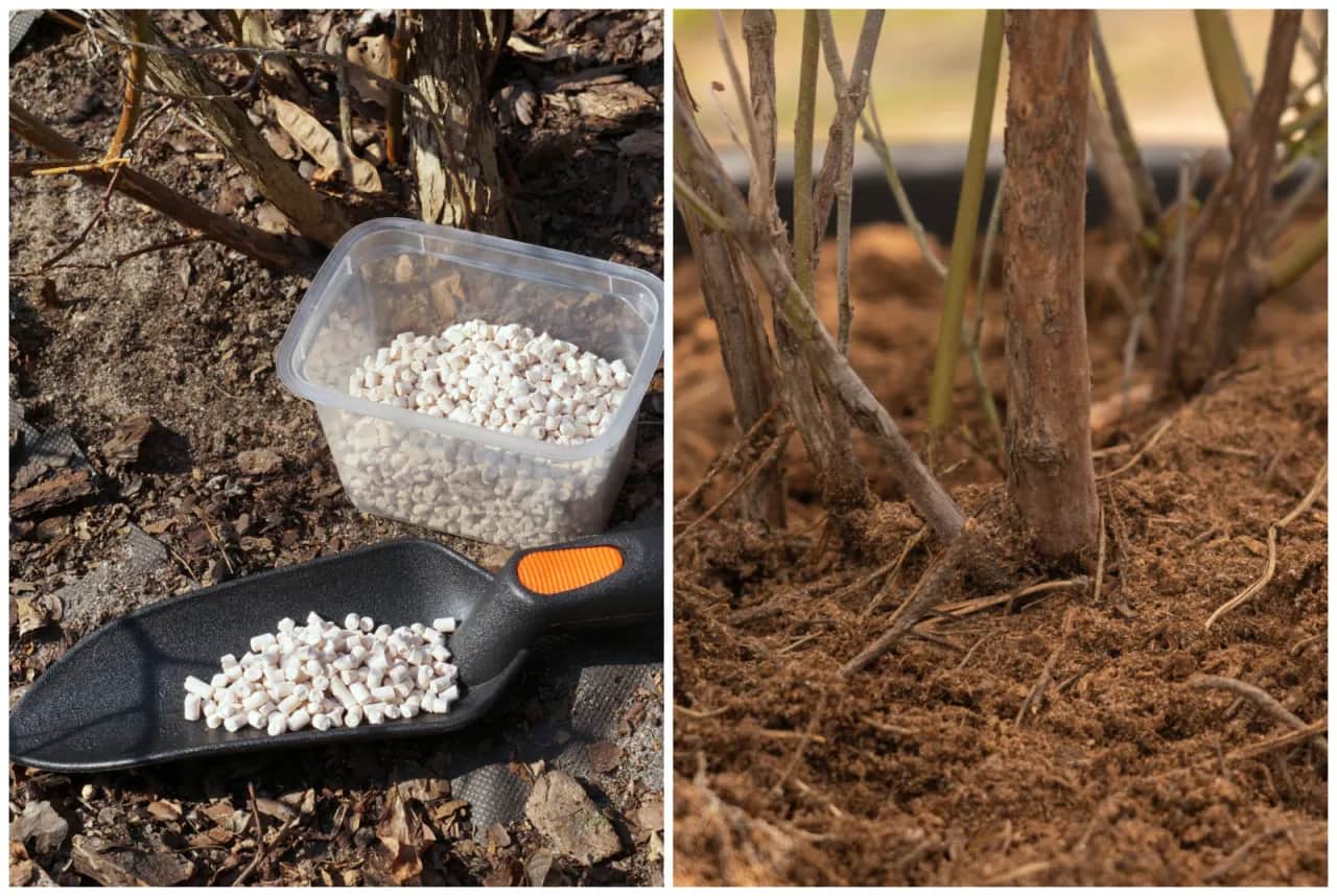 Kiedy nawóz jesienny pod borówkę – uniknij błędów w nawożeniu