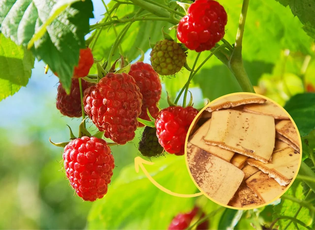 Jakie nawozy pod maliny letnie zapewnią zdrowe owoce i wzrost?