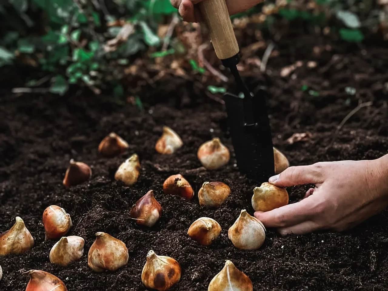 Jak głęboko sadzić tulipany, aby uniknąć błędów i cieszyć się kwiatami